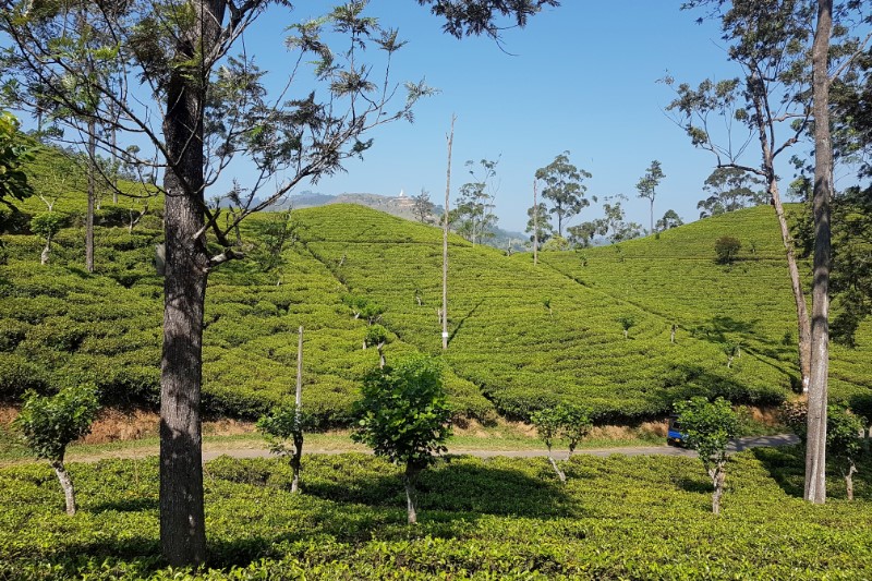 Rondreizen – Rondreis Authentiek Sri Lanka