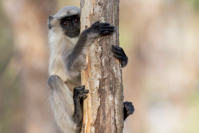 Familiereizen – Familiereis Sri Lanka Natuur & Safari