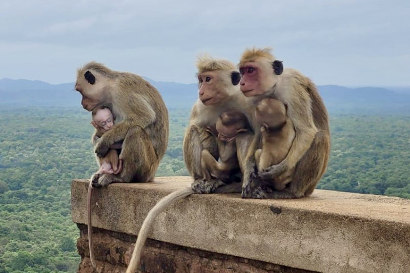 Rondreizen – Treinreis Sri Lanka Compleet