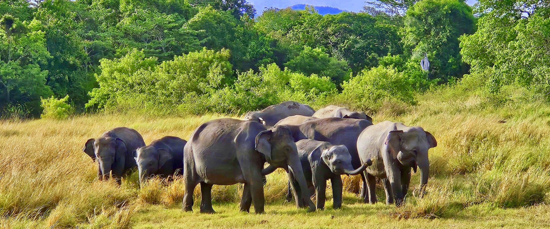 Rondreizen – Eco Lodge Rondreis Sri Lanka