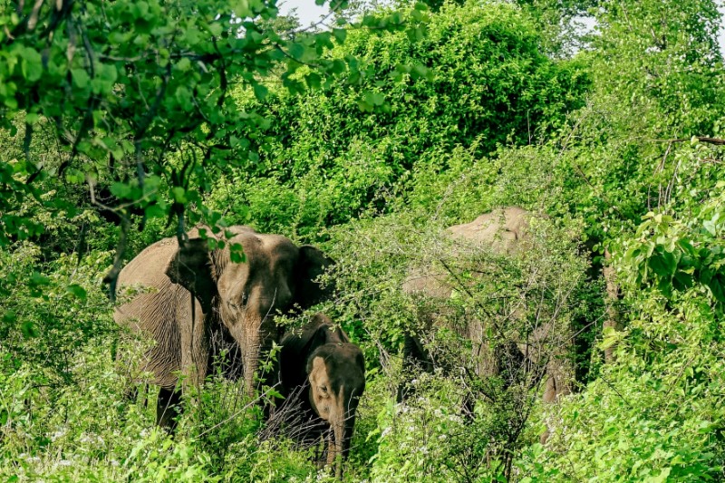 Rondreizen – Natuurreis Sri Lanka