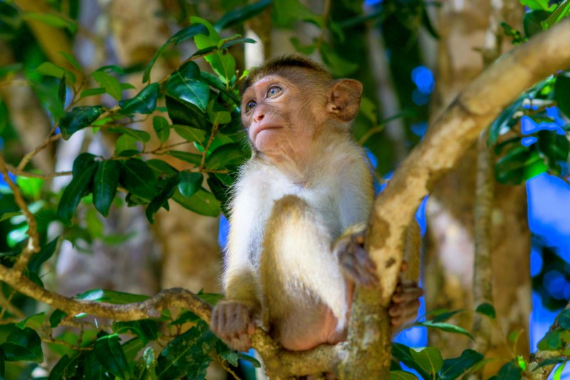Rondreizen – Natuurreis Sri Lanka