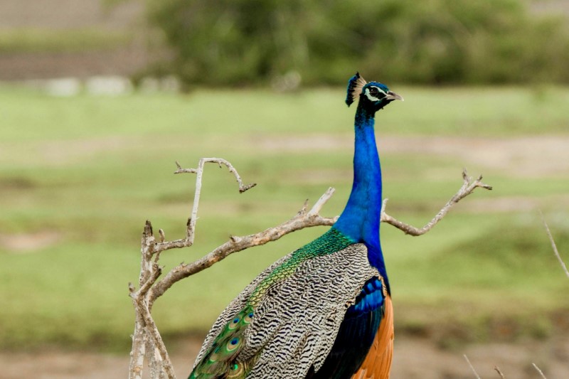 Rondreizen – Rondreis Noord & Zuid Sri Lanka