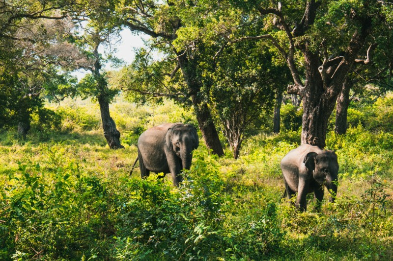Familiereizen – Familie Rondreis Sri Lanka Zomervakantie