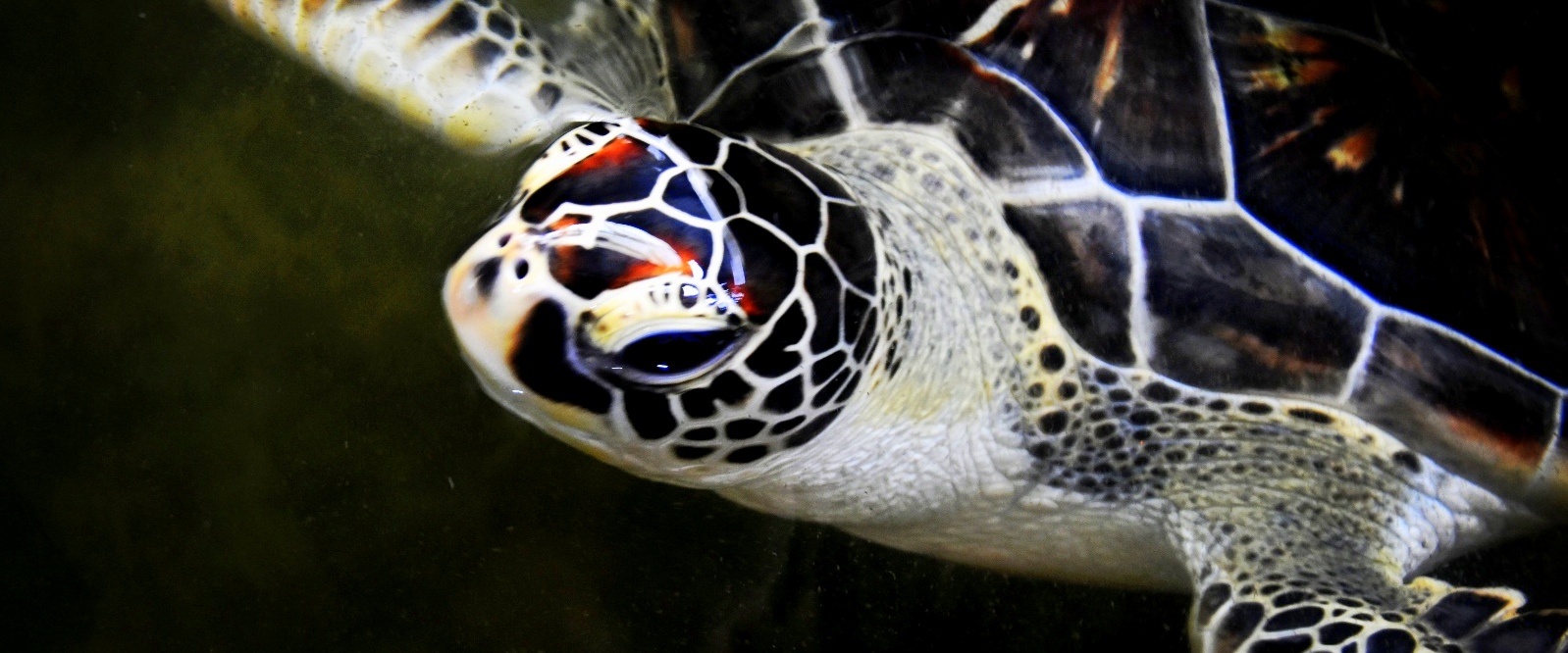Excursies – Schildpadden Opvang