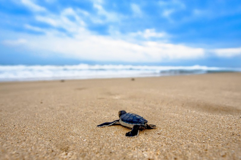 Excursies – Schildpadden Opvang