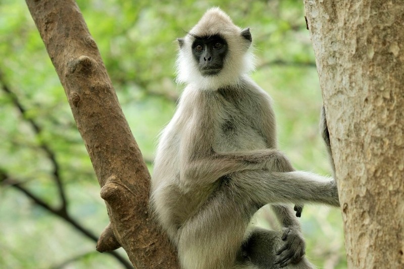 Rondreizen – Eco Lodge Rondreis Sri Lanka