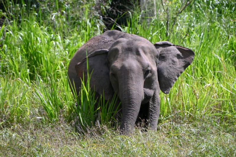 Familiereizen – Familiereis Klassiek Sri Lanka