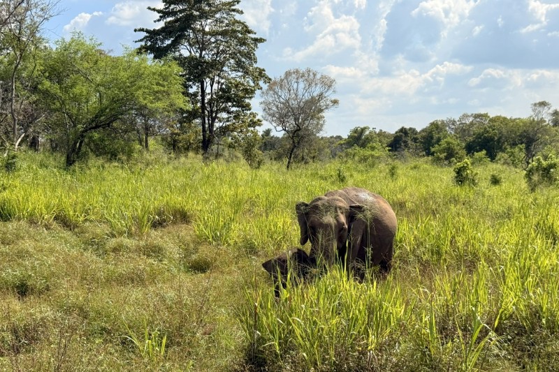 Rondreizen – Rondreis Sri Lanka Compleet