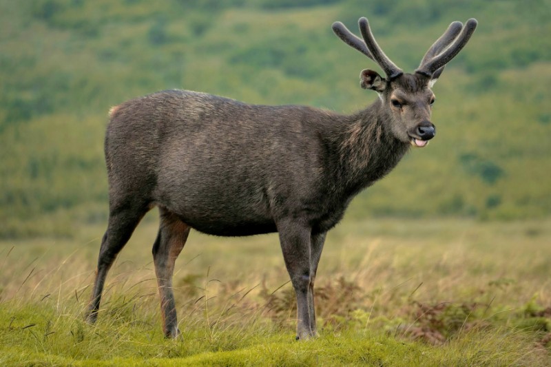 Rondreizen – Natuurreis Sri Lanka