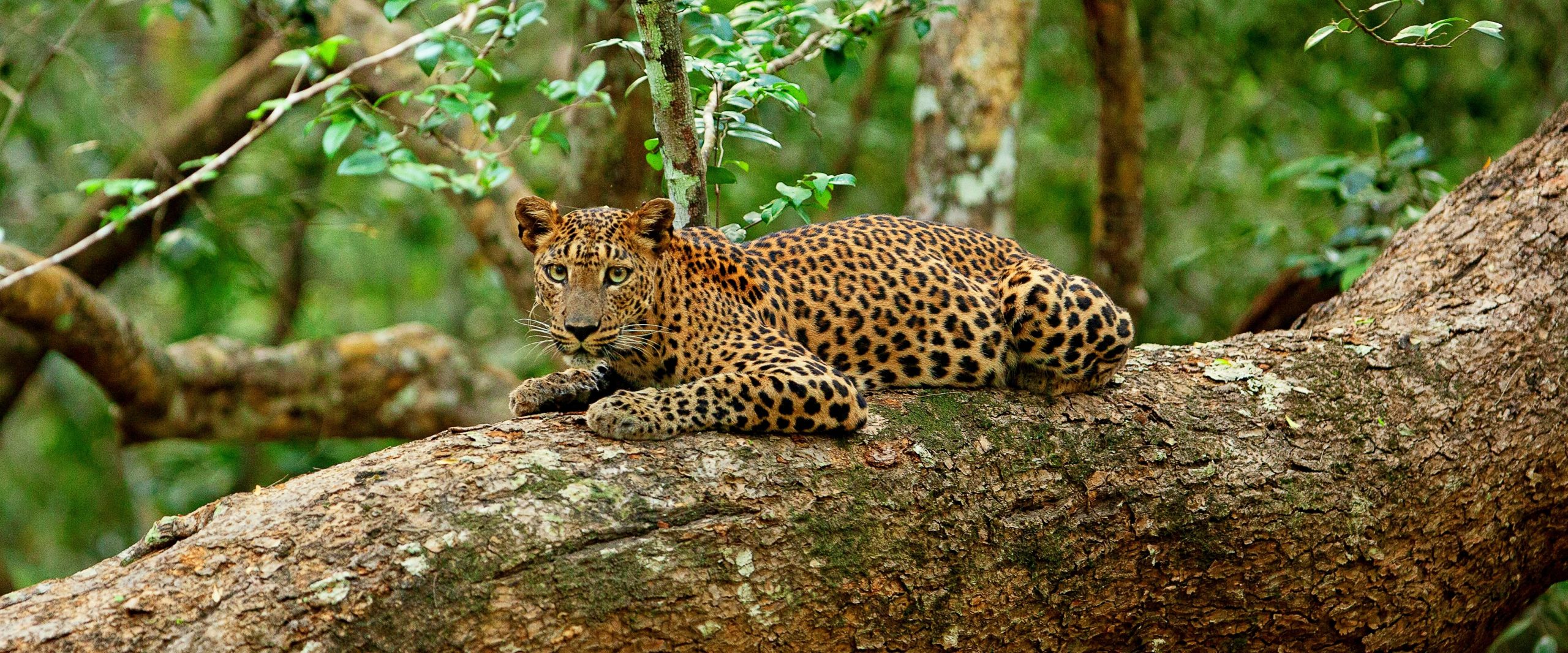 Rondreizen – Natuurreis Sri Lanka