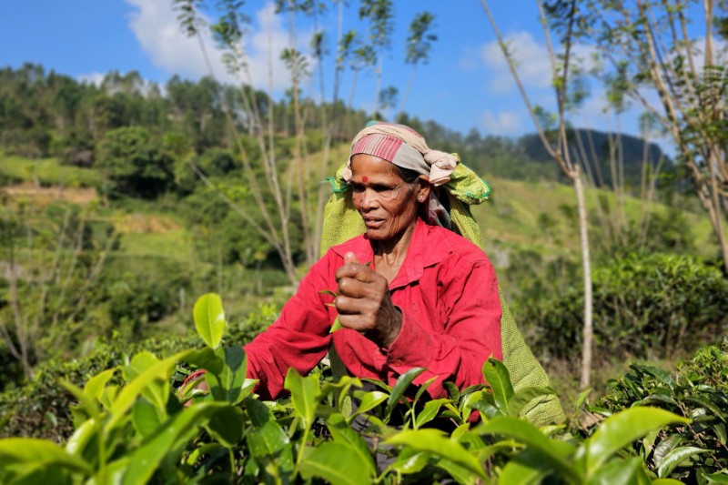 Familiereizen – Familiereis Sri Lanka Compleet