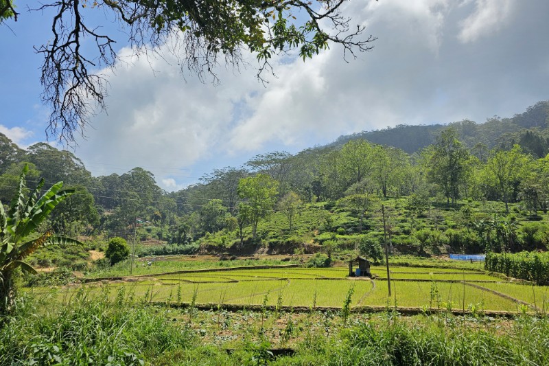 Familiereizen – Familiereis Sri Lanka Compleet