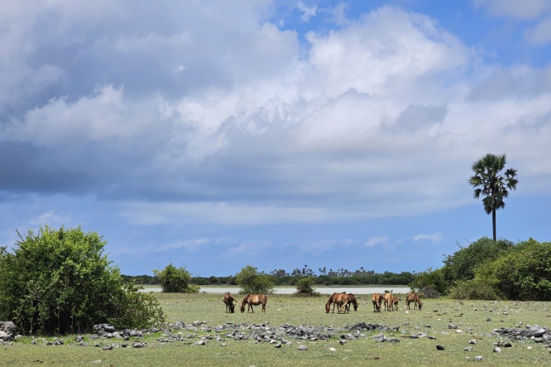 Rondreizen – Rondreis Authentiek Sri Lanka & Malediven