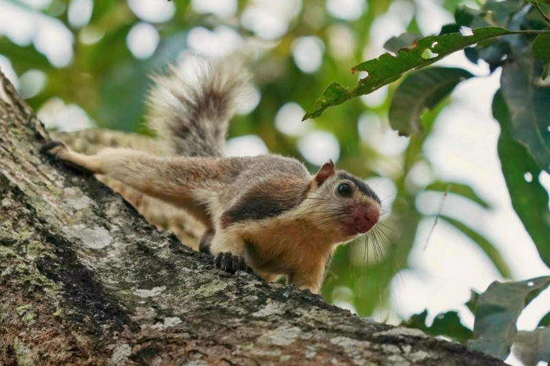 Rondreizen – Natuurreis Sri Lanka